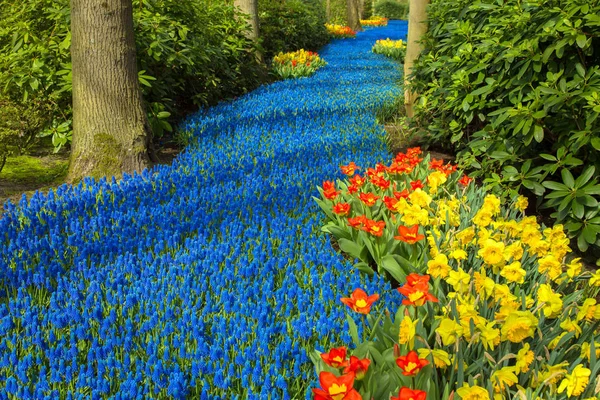 Lente Bloemen Het Forest Voorjaar Bloeiende Vreugde Heldere Kleuren Van — Stockfoto