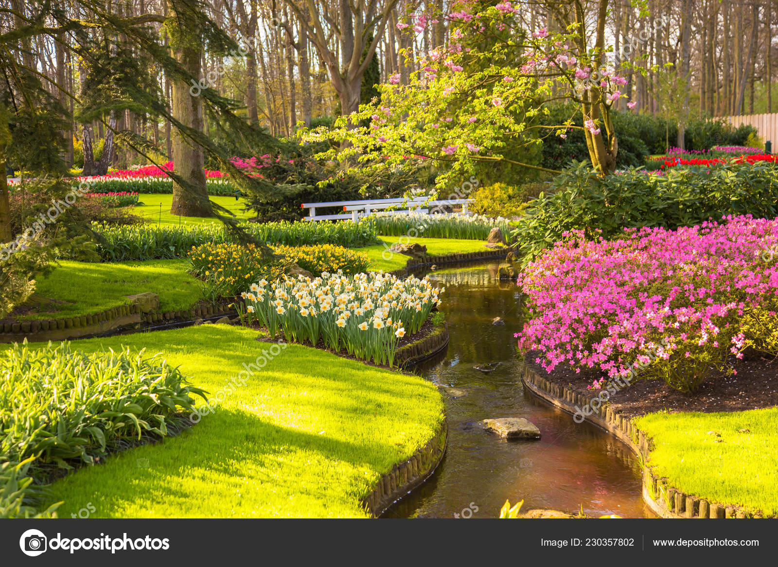 Parque Soleado Floreciente Primavera Flores Hierba Verde Hojas Jóvenes Los  — Foto de stock #230357802 © Vitalinka, image size:1600x1167