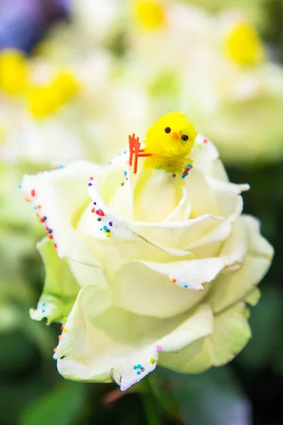 Bir Paskalya Piliç Beyaz Gül Çiçek Üzerinde Oturur Paskalya Kavramı — Stok fotoğraf