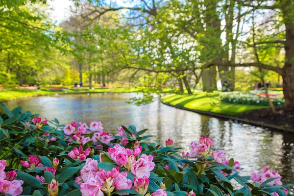 Wiosną Kwitnące Słoneczny Park Kwiaty Zielona Trawa Młodych Liści Drzewach — Zdjęcie stockowe