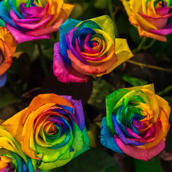 Regenbogenrosen Leuchtend Bunte Blühende Lebendige Rosen Den Farben Des Regenbogens — Stockfoto
