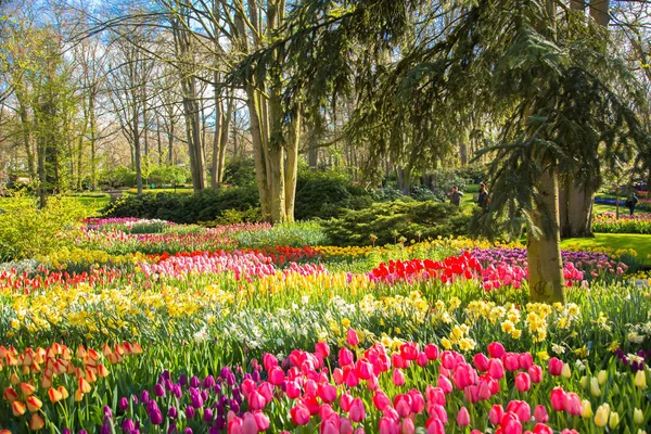 Spring blooming sunny park. Spring beautiful background. — Stock Photo, Image