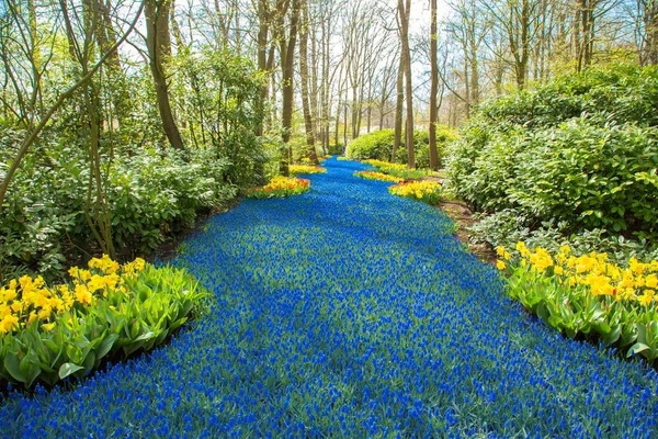 Bahar Çiçekleri Ormanın Içinde Bahar Çiçekli Sevinç Doğanın Parlak Renkler — Stok fotoğraf