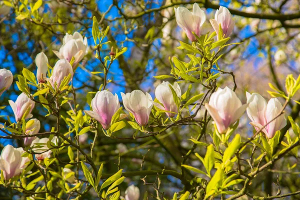 Jarní Květy Bílá Magnolia Kvetoucí Větve Stromu Magnolia Proti Modré — Stock fotografie