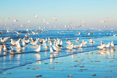 A flock of gulls over the sea. A lot of white birds and the blue sea. Natural sea background. clipart