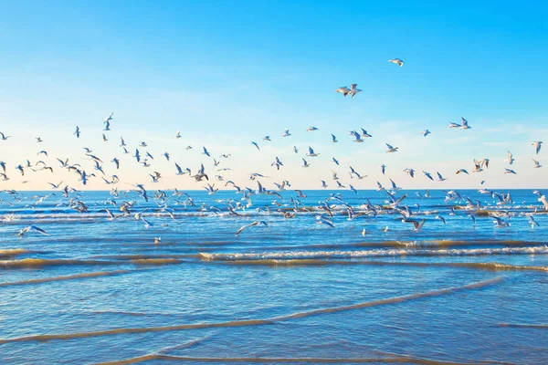 Una Bandada Gaviotas Sobre Mar Montón Pájaros Blancos Mar Azul — Foto de Stock