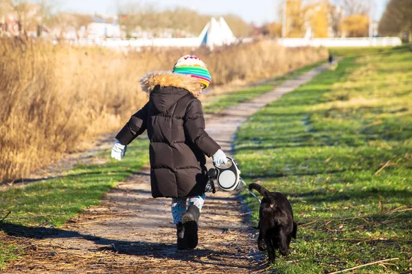 Small Child Walking Labrador Retriever Puppy Kid Labrador Retriever Dog — Stock Photo, Image