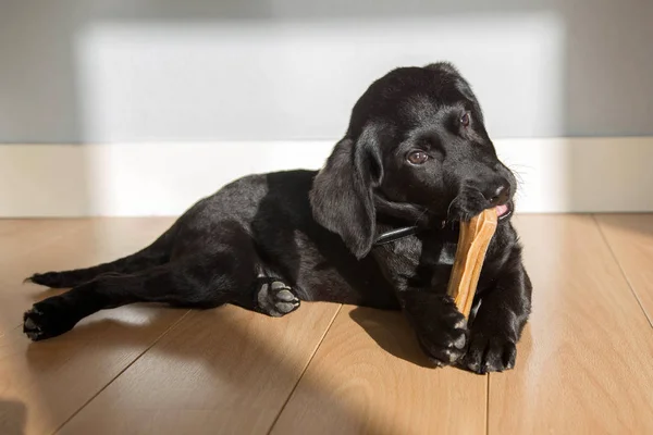 Cachorro Labrador Rói Osso Cachorrinho Doce Preto Morde Morde Osso — Fotografia de Stock