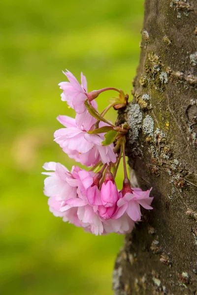 Χρόνος Άνοιξη Ανθισμένα Sakura Του Κορμού Ροζ Και Λευκά Λουλούδια — Φωτογραφία Αρχείου