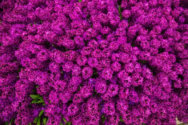 Sümbül Güzel Kokulu Çiçekler Bahar Alan Sümbül Hassas Bahar Çiçek — Stok fotoğraf