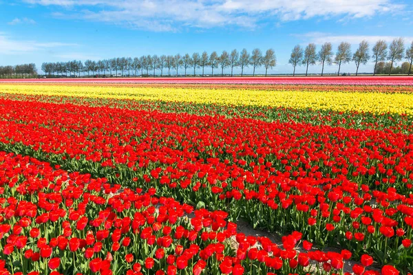 Jarní Tulipán Pole Různobarevné Květy Tulipánů Jarní Modrá Obloha Květinové — Stock fotografie