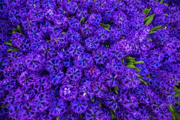 Våren Fält Doftande Blommor Hyacinter Hyacinth Delikat Vårblomma Symbol För — Stockfoto