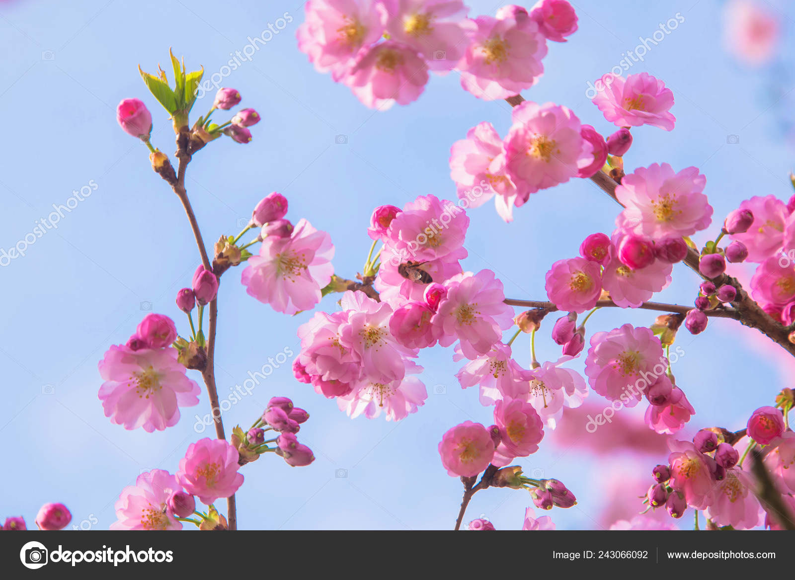 Temps Printemps Arbre Fleurs Sakura Fleurs Roses Blanches