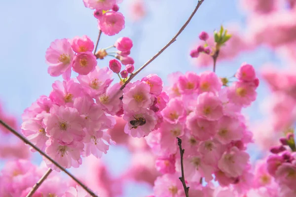 Hora Primavera Árvore Sakura Florescente Flores Cor Rosa Branco Cereja — Fotografia de Stock