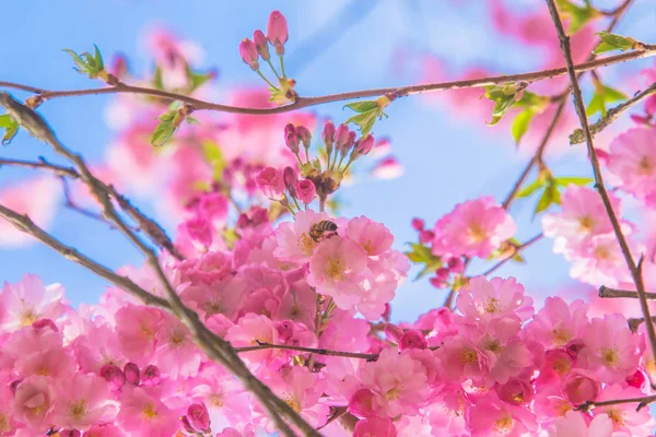 春天的时间 盛开的樱花树 浅草樱桃的粉红色和白色的花 弹簧符号 — 图库照片