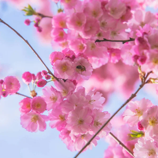 Hora Primavera Árvore Sakura Florescente Flores Cor Rosa Branco Cereja — Fotografia de Stock