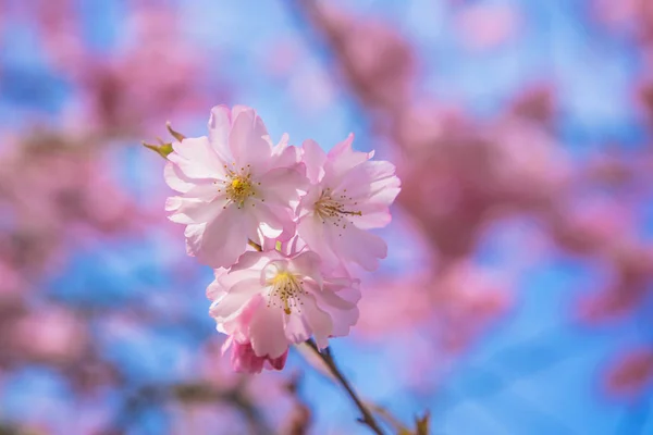 Hora Primavera Árvore Sakura Florescente Flores Cor Rosa Branco Cereja — Fotografia de Stock