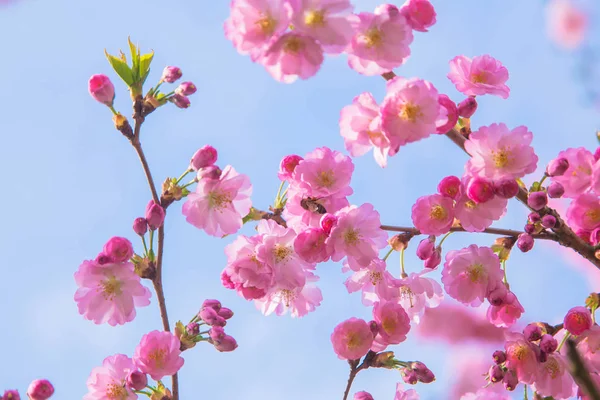 Hora Primavera Árvore Sakura Florescente Flores Cor Rosa Branco Cereja — Fotografia de Stock