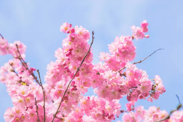 春天的时间 盛开的樱花树 浅草樱桃的粉红色和白色的花 弹簧符号 — 图库照片