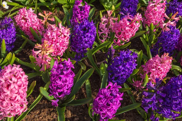 Fundo Mola Floral Textura Campo Primavera Flores Fragrantes Jacintos Hyacinth — Fotografia de Stock