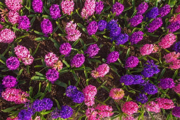 Çiçek Bahar Arka Plan Veya Doku Sümbül Güzel Kokulu Çiçekler — Stok fotoğraf