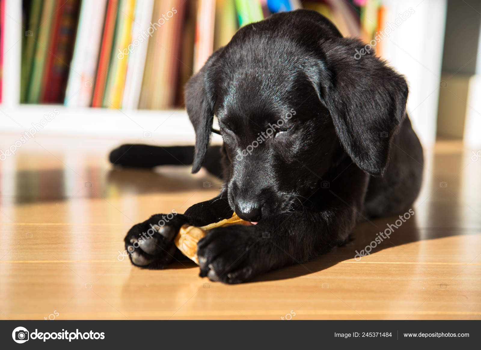 labrador puppies biting