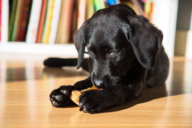 Labrador puppy gnaws a bone. A black little sweet puppy bites and nibbles a bone because his teeth itch and grow. Pets care. clipart