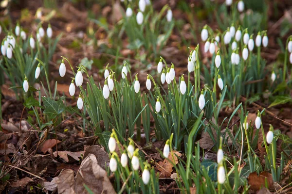 Άνοιξη Γκαζόν Φόντο Άνοιξη Ανοιξιάτικα Λουλούδια Λεπτή Εύθραυστη Snowdrops Λευκά — Φωτογραφία Αρχείου