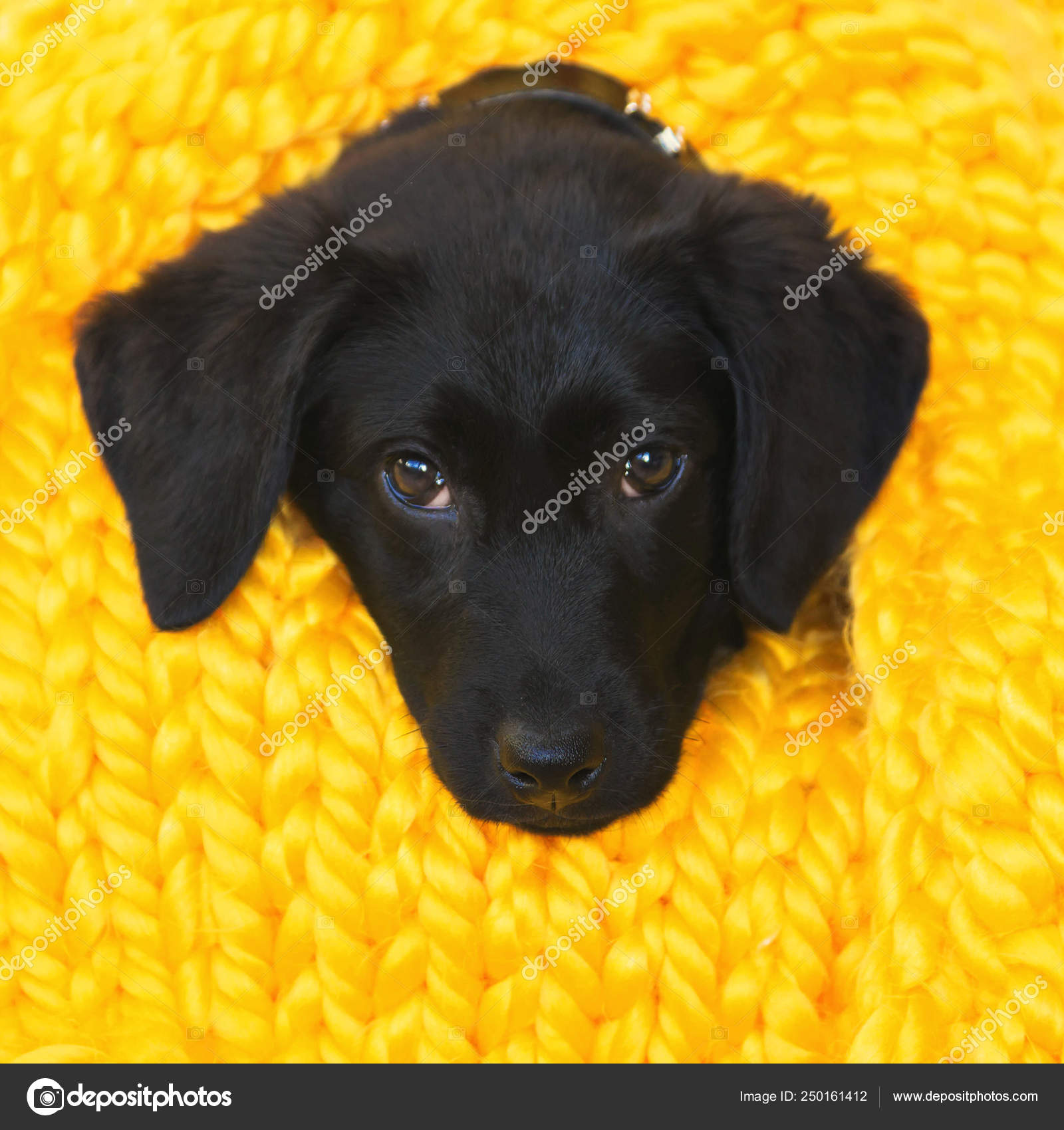 Baby Labrador Retriever dog wrapped in a yellow warm knitted bla