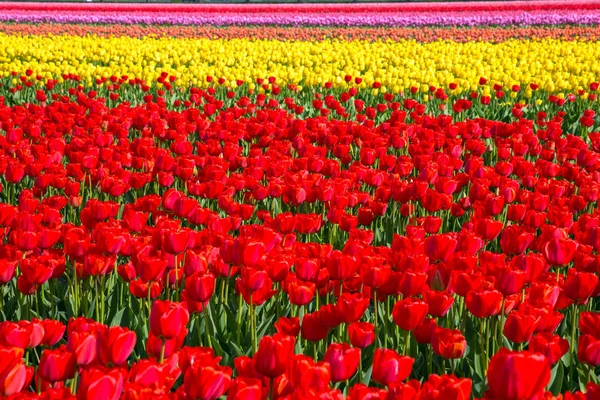 Primavera fioritura campo di tulipani. Primavera sfondo floreale . — Foto Stock