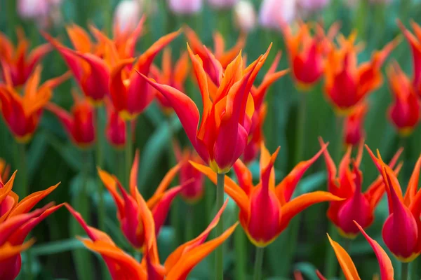 Tulipes de fleurs multicolores printanières lumineuses. Printemps floral backgro — Photo
