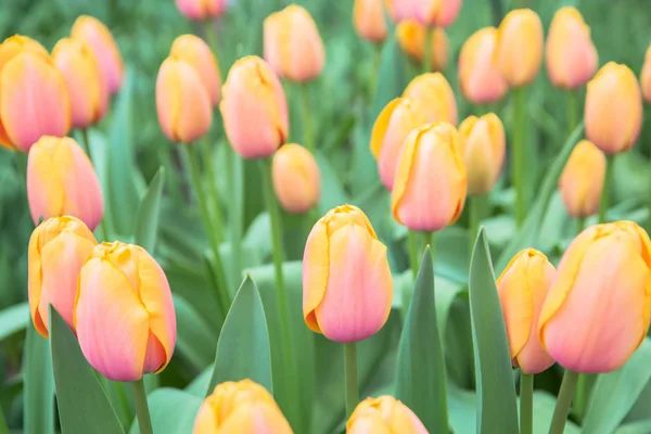 Flores de tulipas. Primavera floral fundo . — Fotografia de Stock