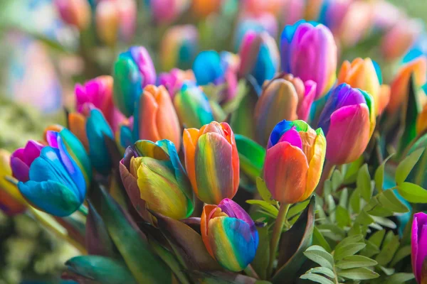 Holenderski symbol tulip i rainbow pride. — Zdjęcie stockowe