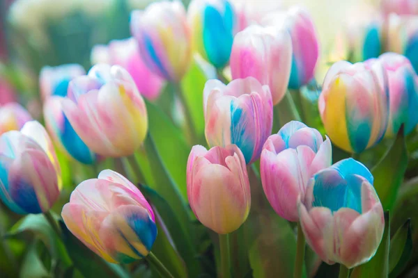 Tulips flowers. Spring floral background. — Stock Photo, Image