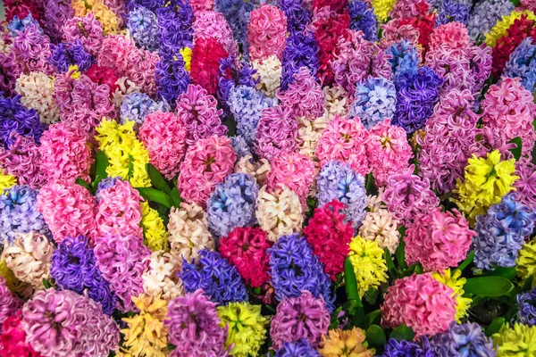 Hyacinty všechny barvy duhy. — Stock fotografie