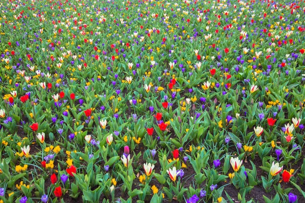 Kleurrijke lente bloem achtergrond. — Stockfoto