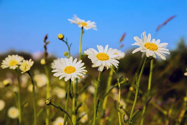 Letnie Kwiaty Białe Stokrotki Letnie Tło Kwiatowe — Zdjęcie stockowe