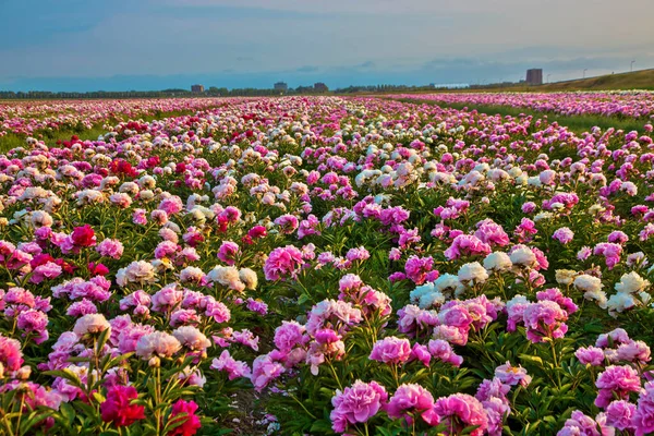 Multicolored flowers peonies. Bright summer field of blooming colorful peonies flowers. Natural summer background.