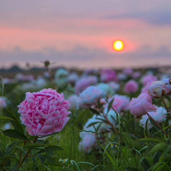 Helles Sommerfeld Aus Blühenden Bunten Pfingstrosen Blüht Bei Sonnenuntergang Natürliche — Stockfoto