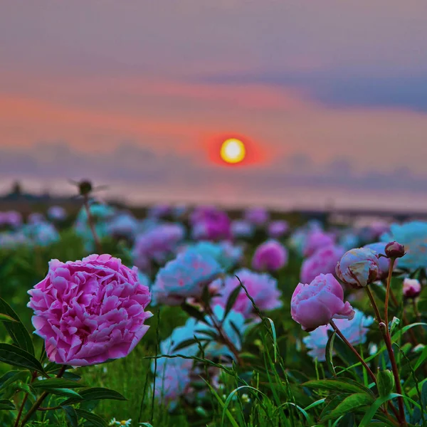 Ljust Sommarfält Blommande Färgglada Pioner Blommor Vid Solnedgången Naturlig Vacker — Stockfoto