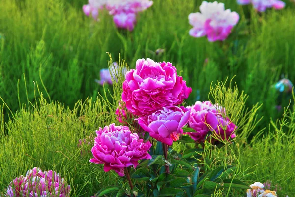 Bright Summer Field Blooming Colorful Peonies Flowers Natural Summer Background — Stock Photo, Image