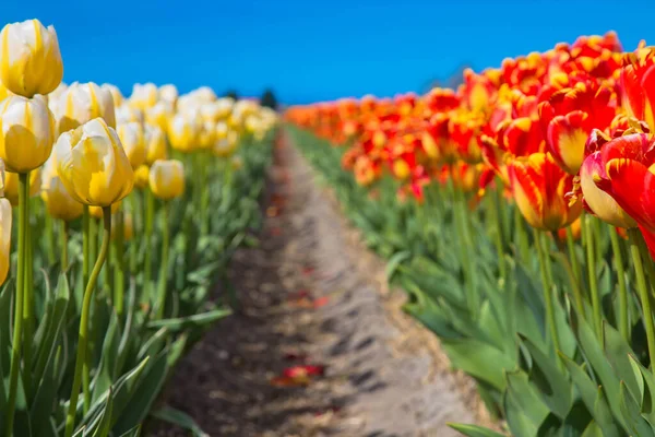 Flores Tulipanes Campo Tulipanes Colores Brillantes Primavera Fondo Floral —  Fotos de Stock
