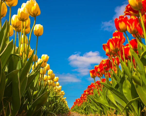 Bloemen Tulpen Helder Kleurrijk Tulpenveld Het Voorjaar Bloemen Achtergrond — Stockfoto