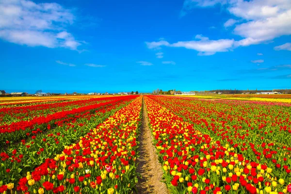 Flowers Tulips Bright Colorful Tulip Field Spring Floral Background — Stock Photo, Image