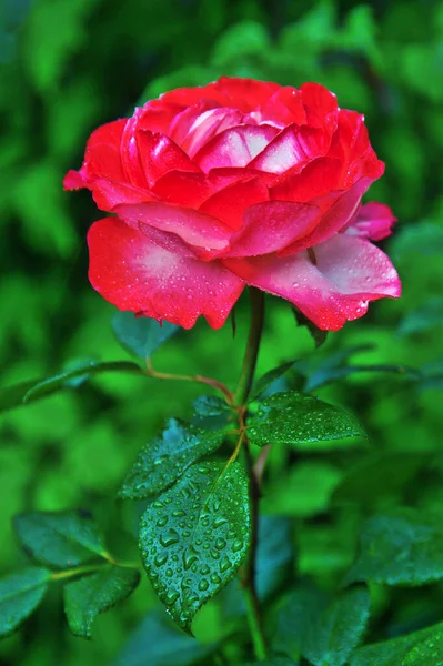 Adorable Beautiful Rose Flower Pink Rose Dew Drops Rain — Stock Photo, Image