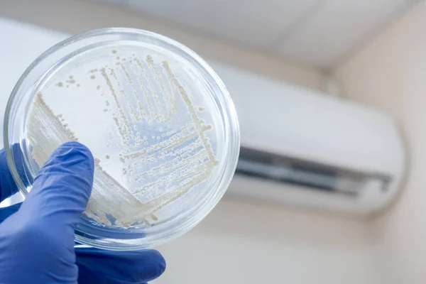 Petri dish with bacteria in hand against the background of the air conditioner. Contamination caused by air conditioning pollution. Dirty system klimot control.