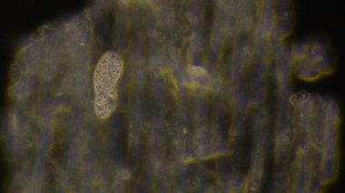 Yapışkan bir ortamda Euglena yeşili. Hareket flagellum Euglena yeşili.