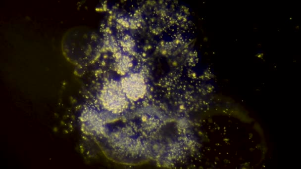 Mikroskop Altında Karanlık Bir Arka Planda Canlı Bir Bakteri Mikroskop — Stok video