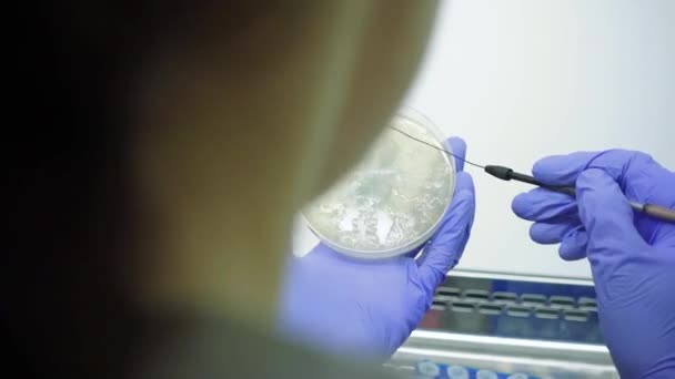 Uzavření Výběru Vzorku Mikrobiologické Laboratorní Práce Skutečná Práce Dělníky Výběr — Stock video