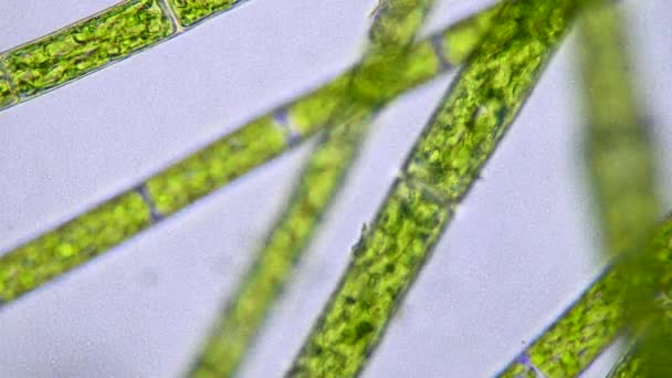 Plameřné Řasy Fytoplankton Pod Mikroskopem Zaměření Mikroskopické Řasy — Stock video